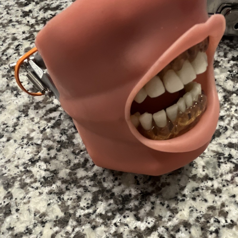 Dental Typodont Model with Gingiva and Teeth for Training and Practice