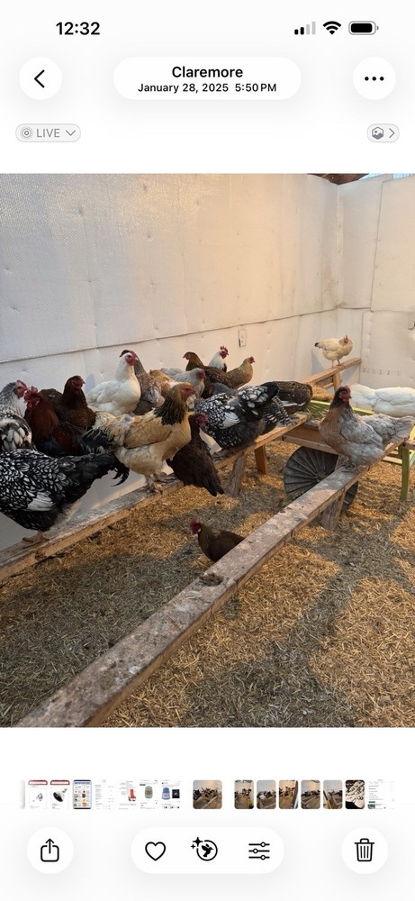 Barnyard Mix Hatching Eggs 12 Pack