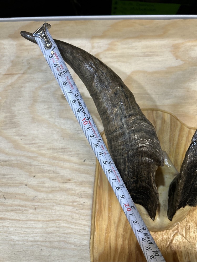 goat horns