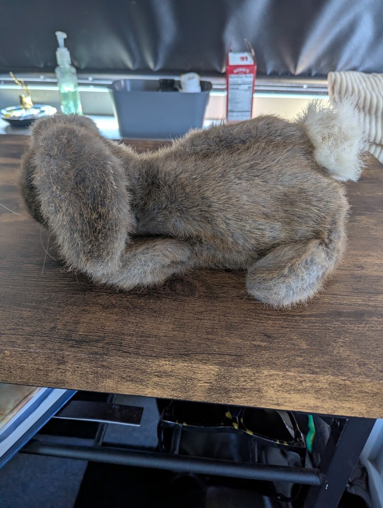Dankin Puppet Rabbit