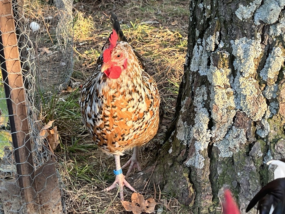 Swedish Flower Eggs 15+ Pack