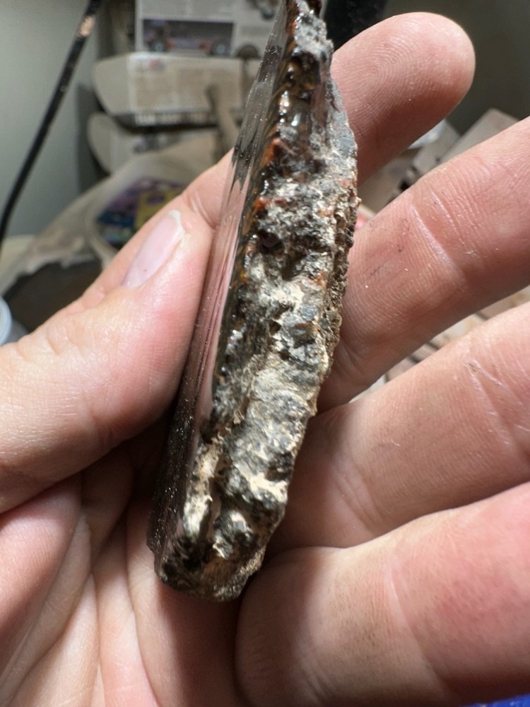 Dinosaur bone rough **hxtled end cut.
