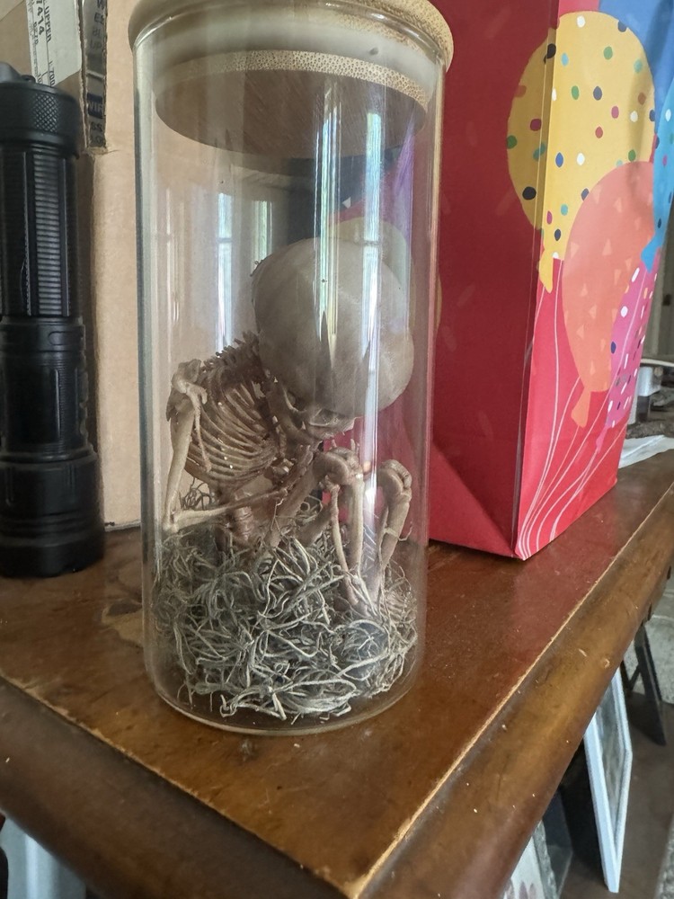 3-D Printed Fetus Skeleton