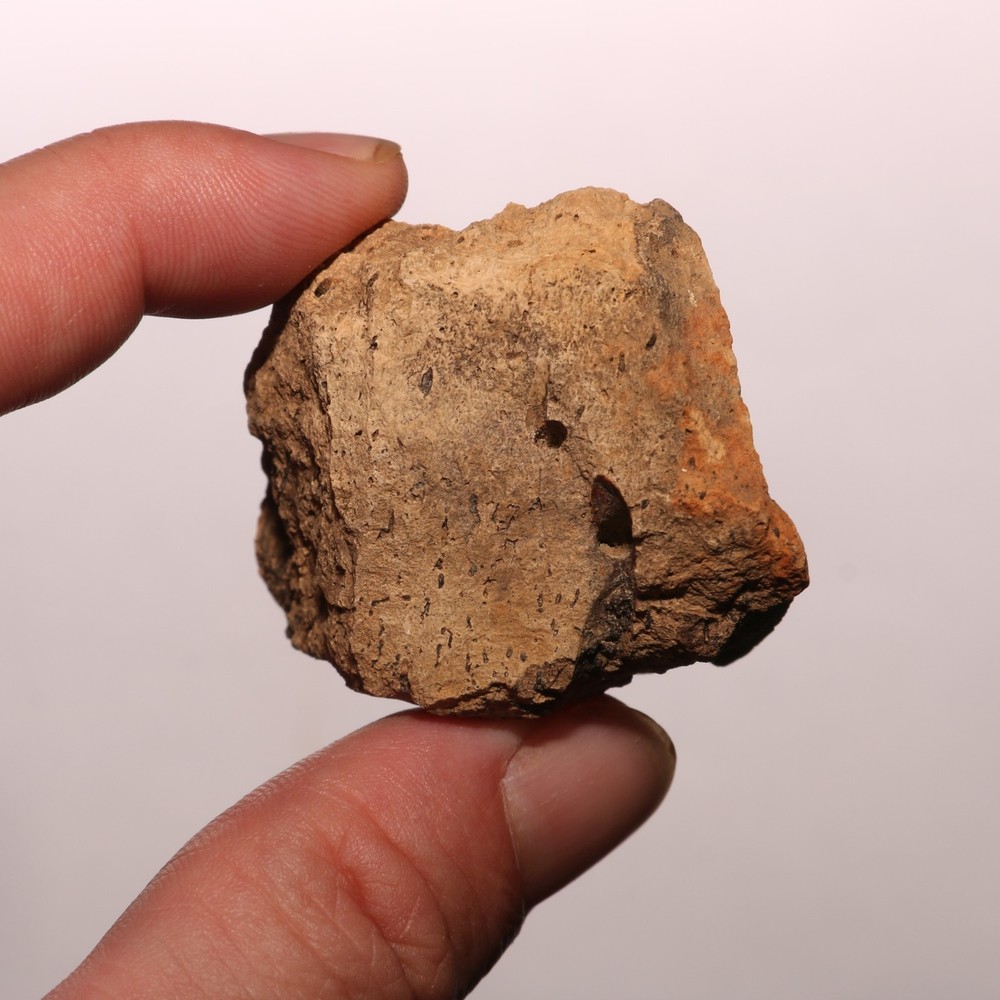 Dinosaur Bone Chunk with Bite Marks - Fossil - Hell Creek Formation Cretaceous