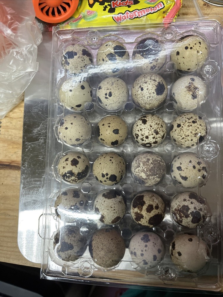 2 Dozen STANDARD Coturnix Hatching Eggs + Extra . NPIP / AI CLEAN