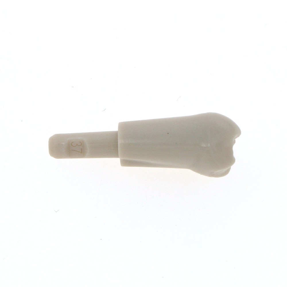 Dental 32 Pcs Tooth Model fit for KaVo Basic Model Teeth Retention Mechanism