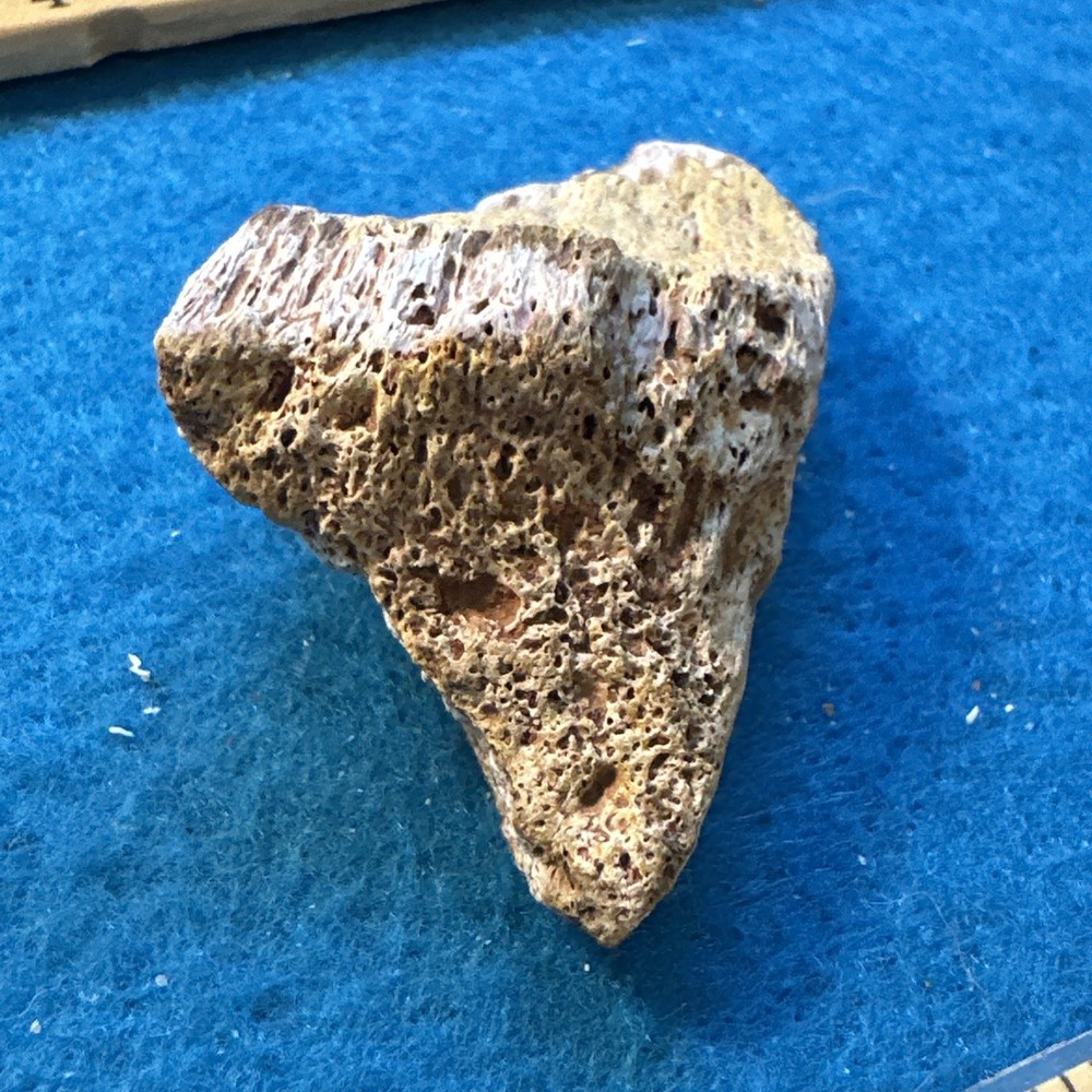 Spinosaurus Extinct Dinosaur Bone Fossil in Display Case