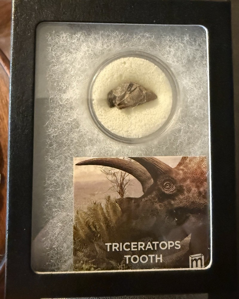 triceratops tooth