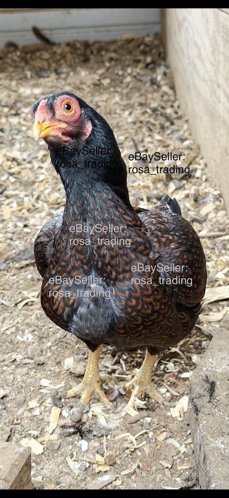 Dark Cornish Bantam Hatching Eggs 10 Pcs