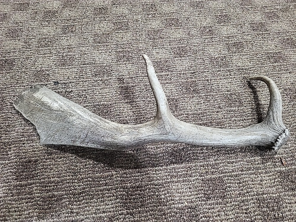 Aged Moose Antler 18"