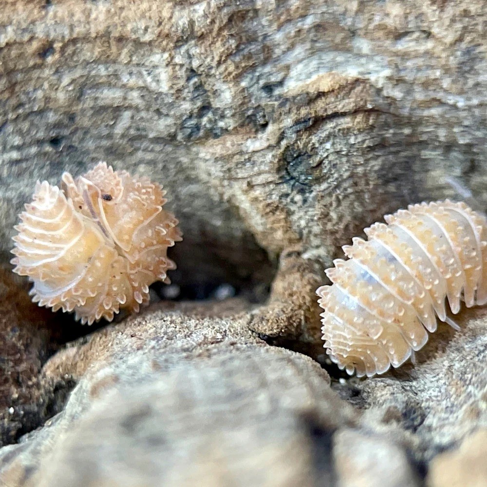 Pineapple spiky isopods