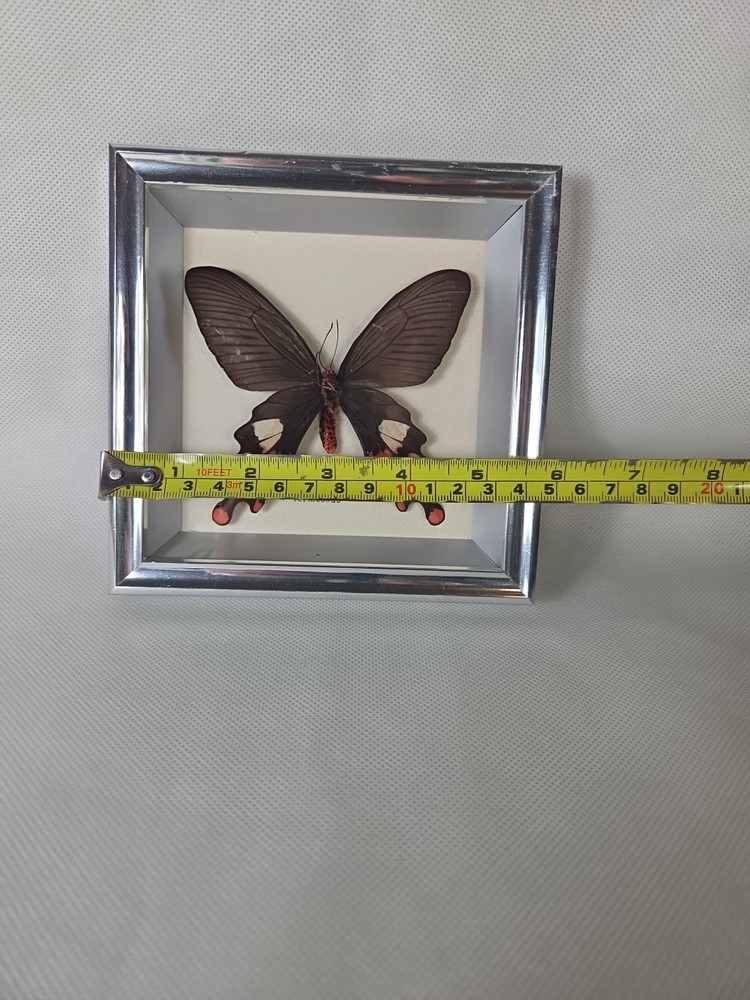 Real mounted Common Windmill butterfly - Byasa polyeuctes In Glass Case