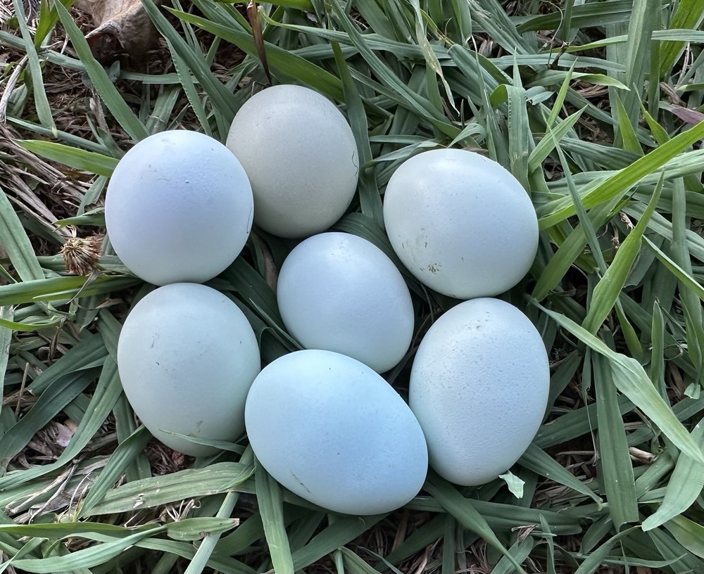 8 Chocolate Ermine True Ameraucana Eggs