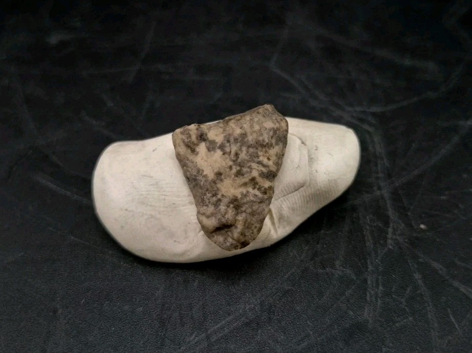 Fossil Dinosaur Permineralized Tooth T-rex 🦖
