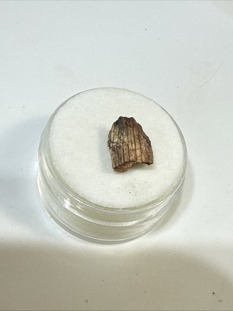 Fossil Hyneria Fish Tooth Devonian Era Rare Fossil