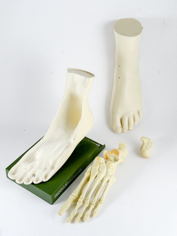 Merck Sharpe & Dome Anatomic Foot Model