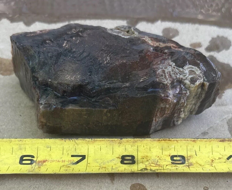 Colorful petrified wood