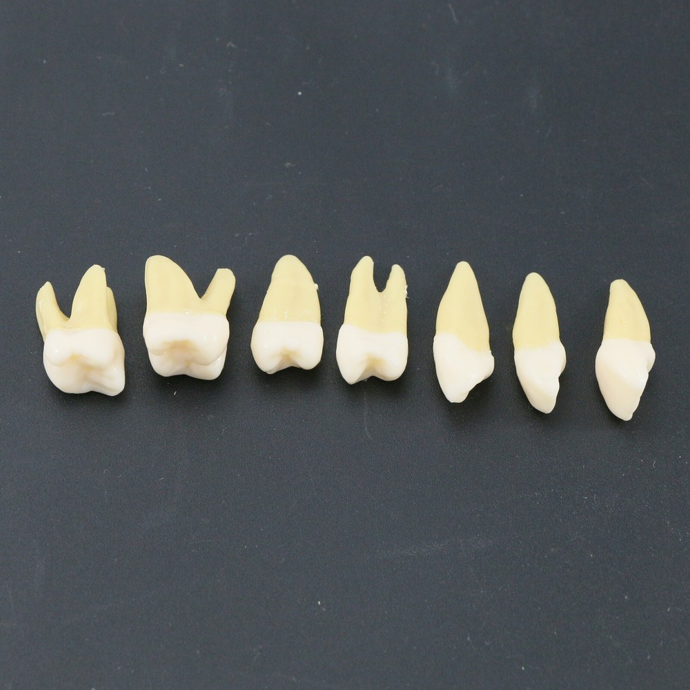 28PCS Dental 1:1 Permanent Teeth Teach Study Model Demo for Lab Education M7021