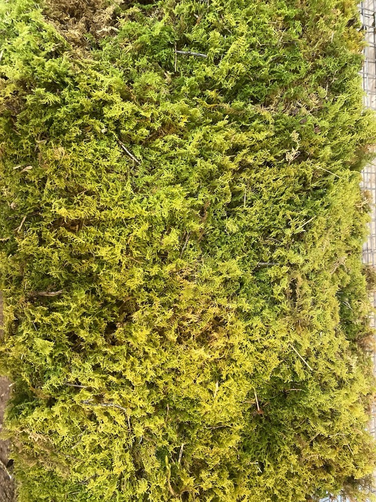 Live Fern Moss | Thuidium | Sheet Moss
