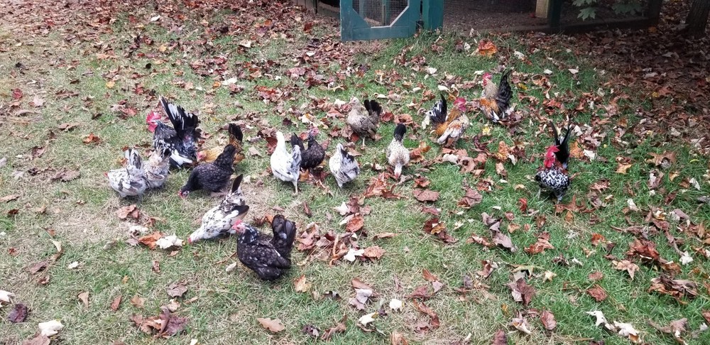 Serama Bantam Eggs. 1 Dozen + extras. Video NO RESERVE!!!