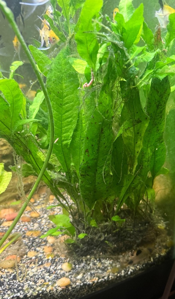Java Fern Mat 3" x 5" Live Plant