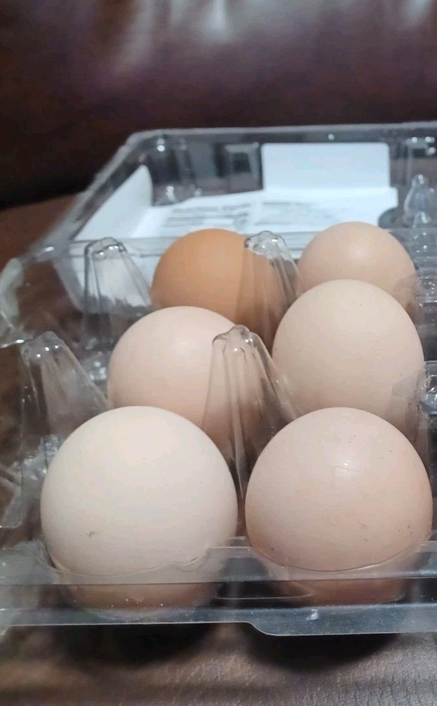 6 BRAHMA Chicken Hatching Eggs mixed buff and white