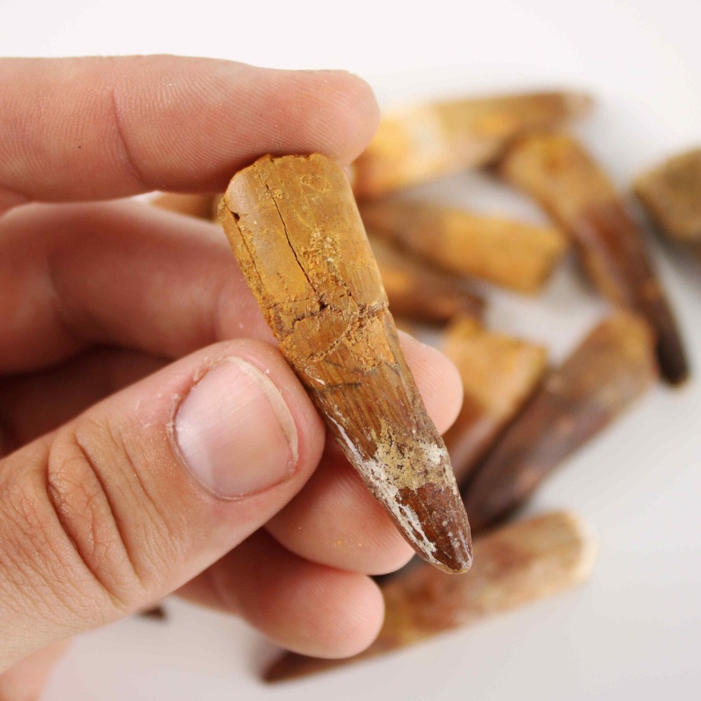 Original Spinosaurus Tooth - Excellent Quality - With Display Case
