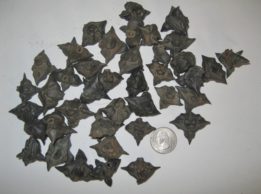 25 Devil Pods Bat Nuts Caltrops Dried Water Chestnuts