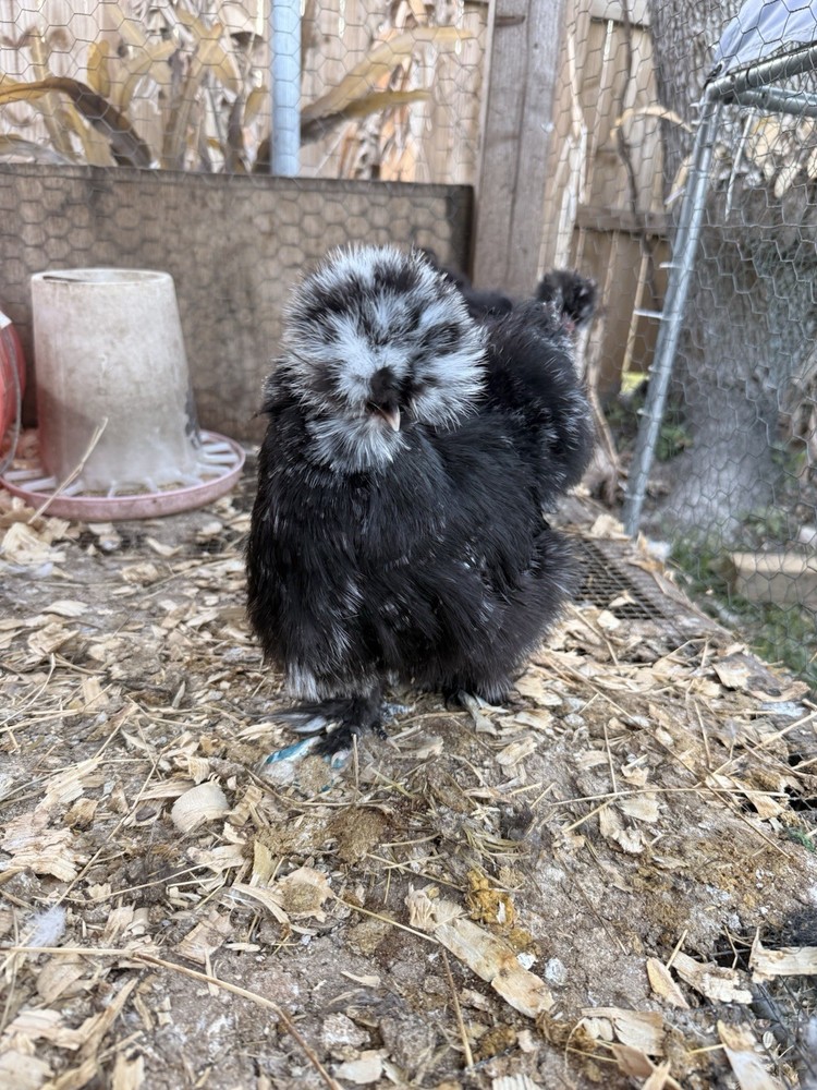 6 ct hatching silkie assorted colors