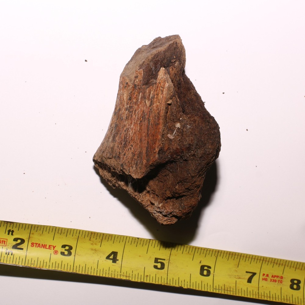 Dinosaur Bone - Large Thick Heavy - Hell Creek Formation Cretaceous - Nice Piece