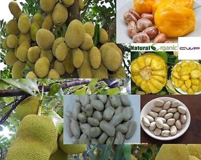 Oraganic Fresh JackFruit Seeds Tropical Worlds Largest Tropical Fruit seed