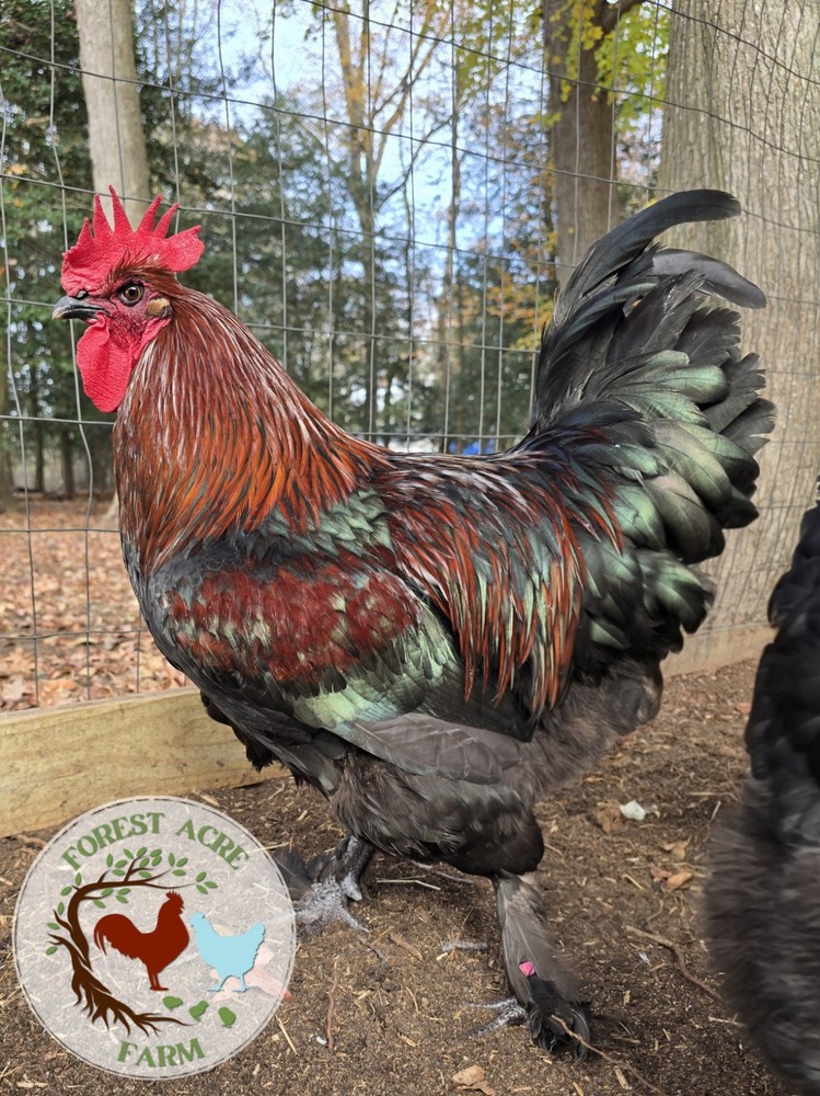 Black Copper Marans BCM Hatching Eggs 10+
