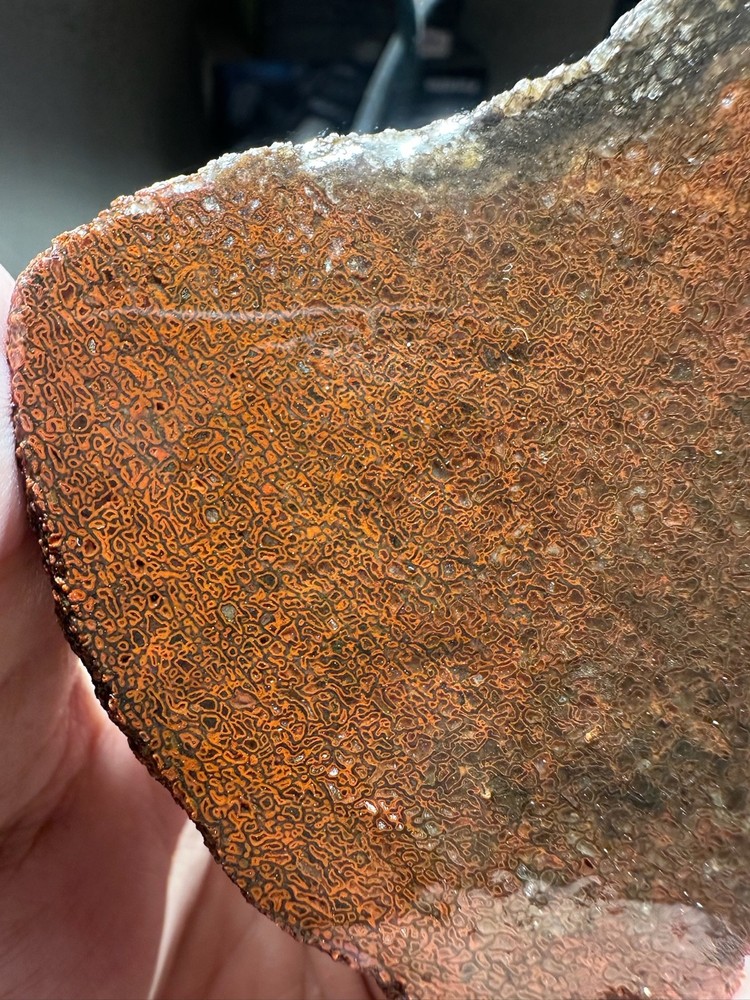 Dinosaur bone rough **hxtled end cut.
