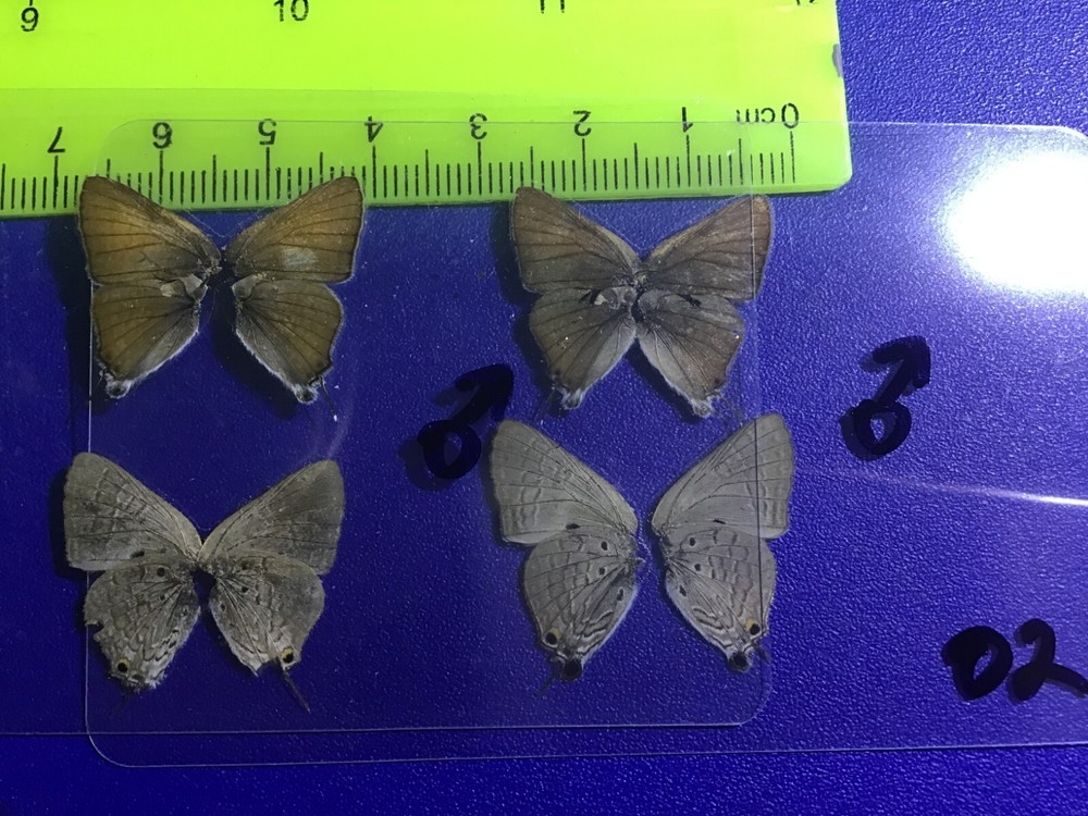 UAL 02  A+/ A  lycaenidae  Specimen SALE (see description)
