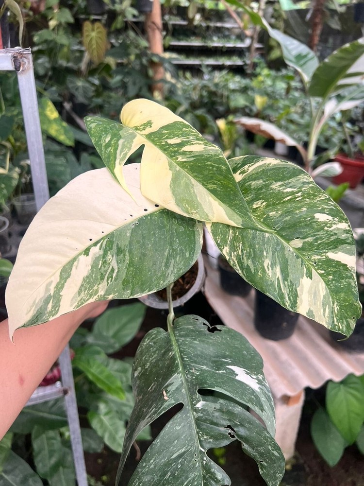 Monstera albo variegated  free phitose