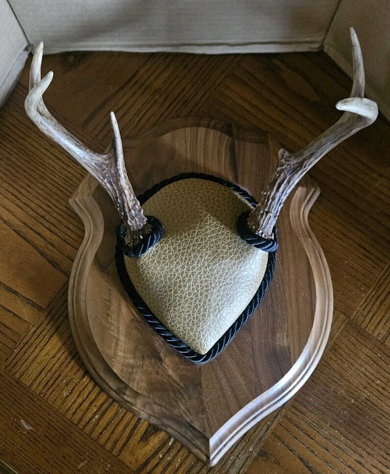 Mounted Deer Antlers 6 Point