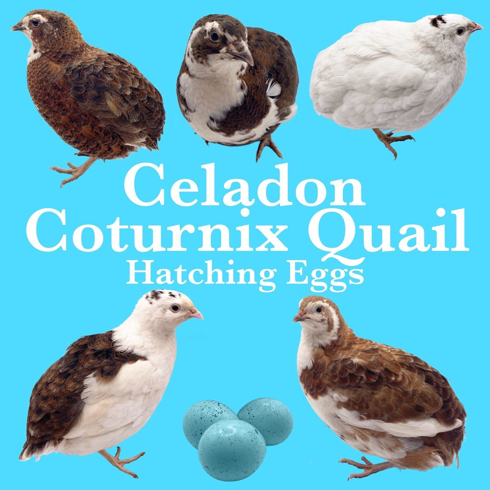 40++ Celadon Blue Coturnix Quail Hatching Eggs - Tuxedo, White, Red Range + More