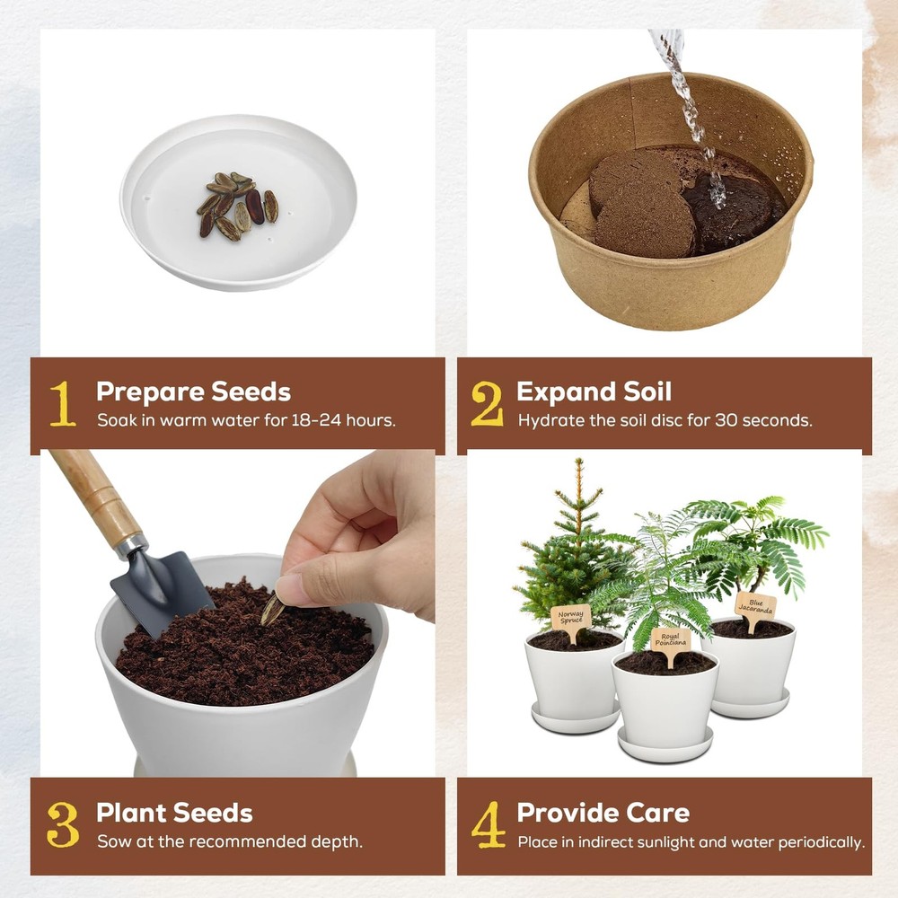 Jacaranda Bonsai Starter Kit – Complete DIY Indoor Tree- 3Pack, Green