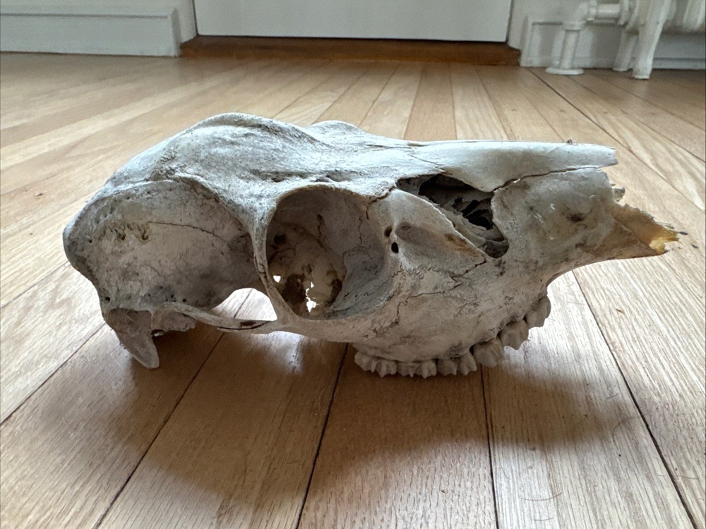 Animal Skull ? Deer Real