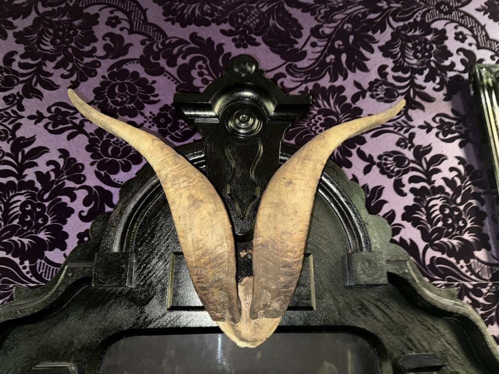 Gothic Occult Wall Display Antique Frame - Baphomet Goat Skull & Horn Assemblage