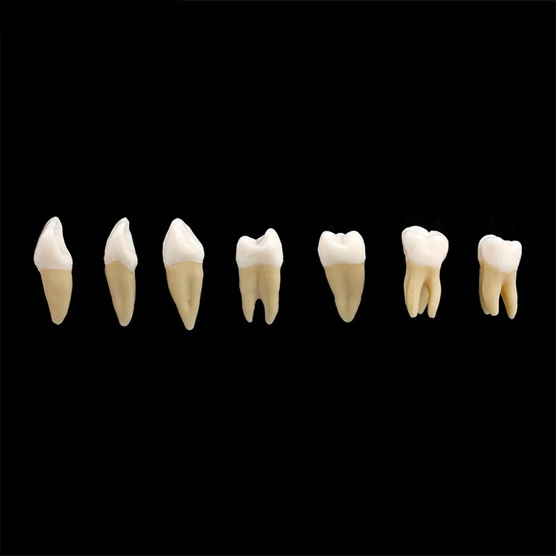 VV Dental 28Pcs 1:1 Permanent Teeth Demonstration Teach Study Model Resin Tooth