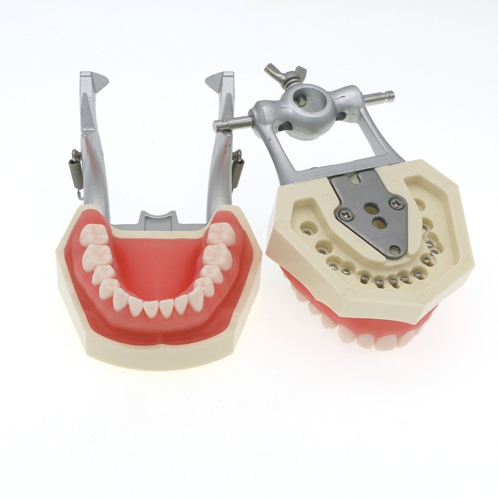 Kilgore NISSIN Typodont Models Replacement Teeth Mounting Pole Simulation Cheek