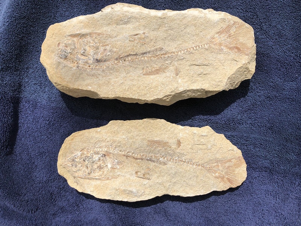 Fossil Fish Two Pieces 10.5" HEAVY