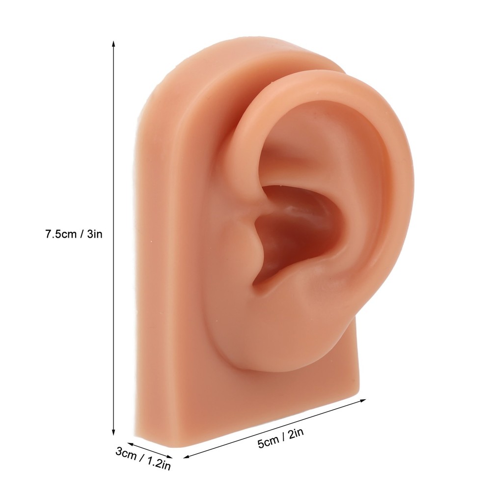 Professional Piercing Practice Ear Model For Earrings Display NEW↑