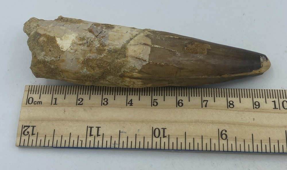 Spinosaurus Teeth Dinosaur F0SSIL Before T Rex Cretaceous K478
