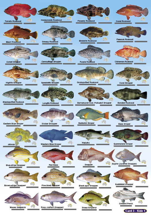 Fish Identification Cards - AUSTRALIA AND GREAT BARRIER REEF