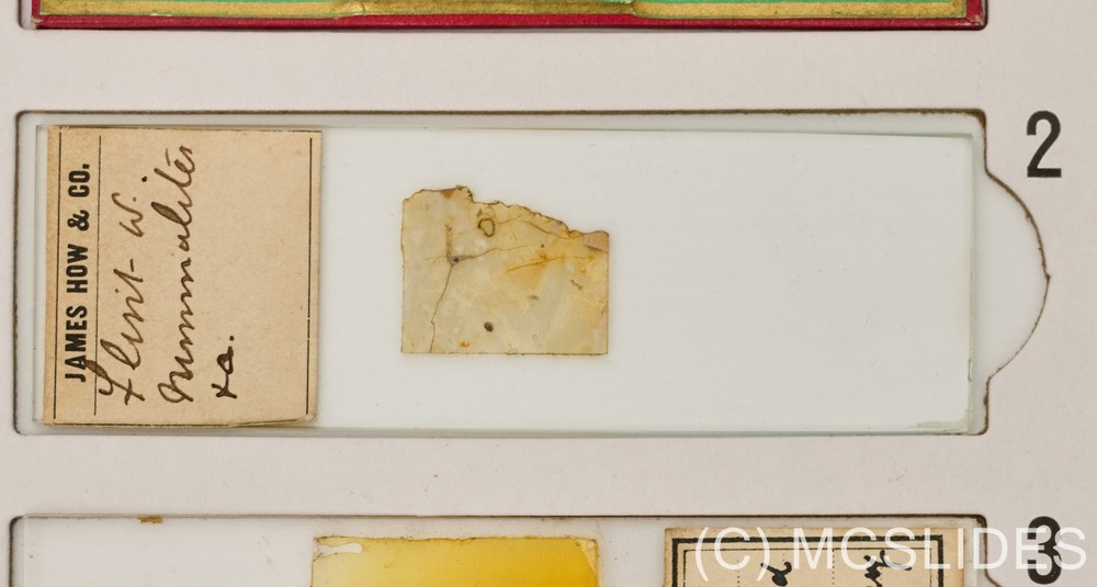 Vintage microscope slide: foraminifera sandstone thin section polarised light