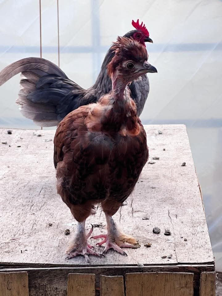 Bantam mystery egg Hatch 18 eggs