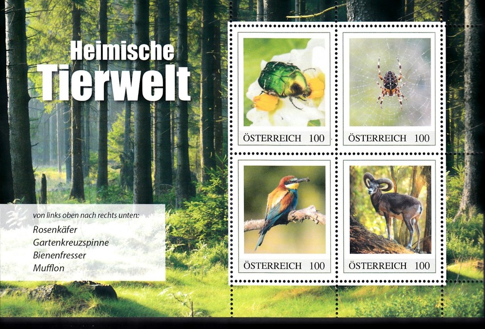 AUSTRIA 2025:  +++ NATIVE WILDLIFE: Beetle, Spider, Bird, Mouflon