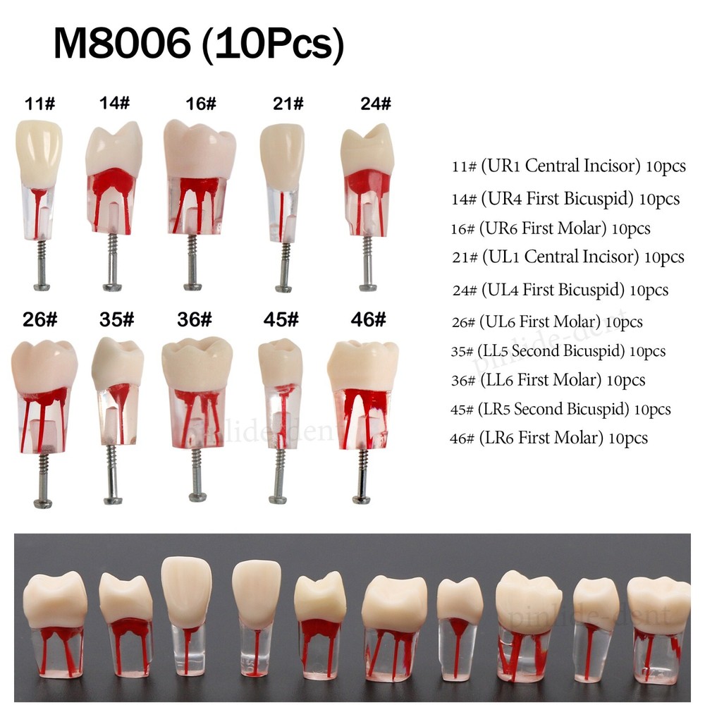 10Pcs Dental Endo Root Canal Teeth Model M8006 Study RCT Practice Typodont Model